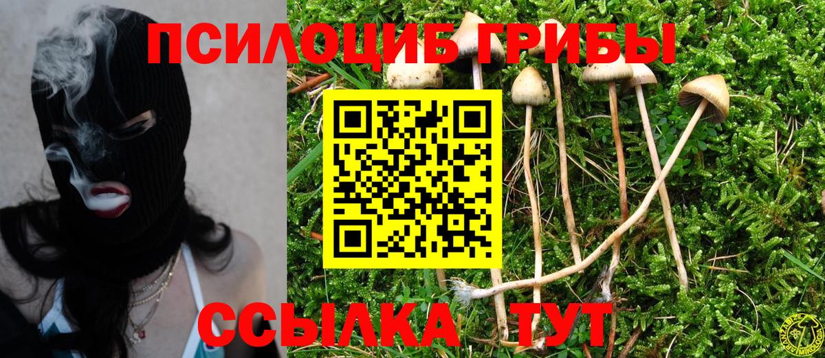 Псилоцибиновые грибы Psilocybine cubensis Карпинск